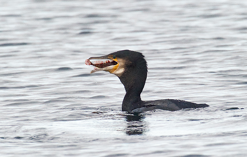 Storskarv- Great Cormorant  (Phalacrocorax carbo).jpg